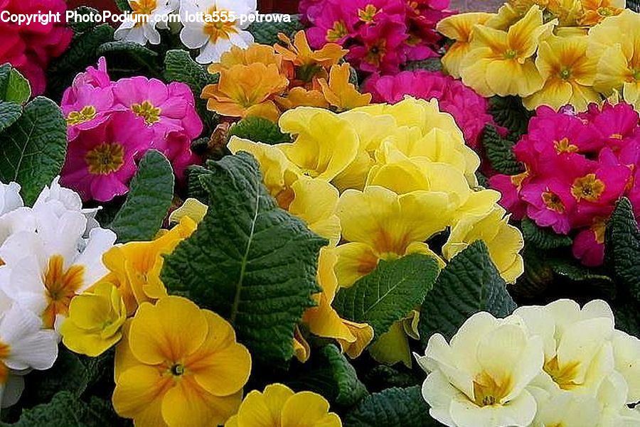 Plant, Potted Plant, Blossom, Flora, Flower, Geranium, Daffodil