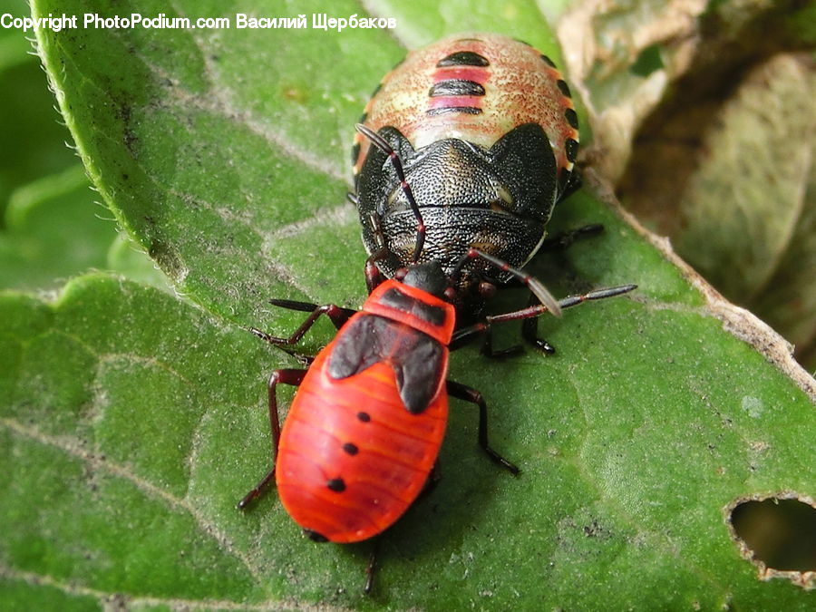 Insect, Invertebrate, Cockroach, Dung Beetle, Asilidae, Aphid, Arachnid