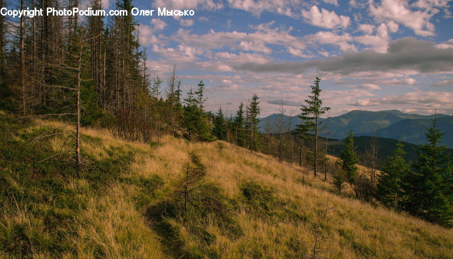 Field, Grass, Grassland, Land, Outdoors, Plant, Conifer