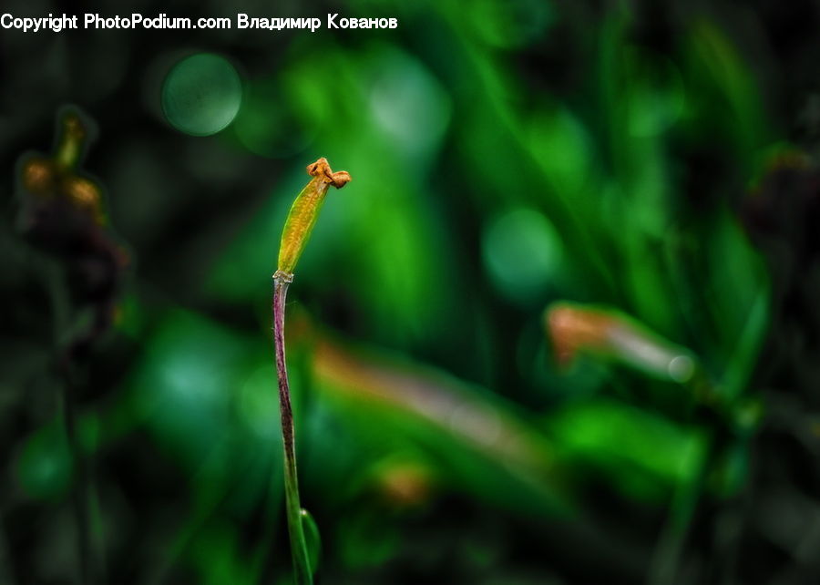 Moss, Plant, Field, Grass, Grassland, Blossom, Flora