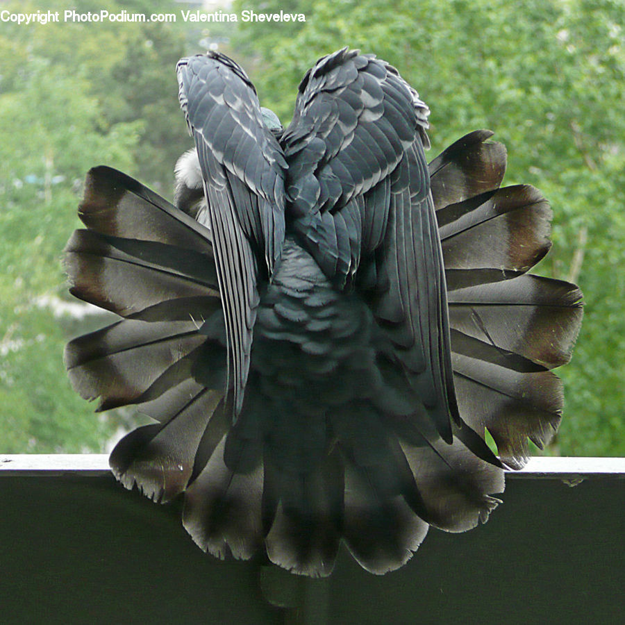 Head, Portrait, African Grey Parrot, Bird, Parrot, Dove, Pigeon