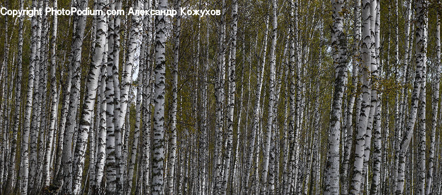 Birch, Tree, Wood, Forest, Vegetation, Plant, Blossom