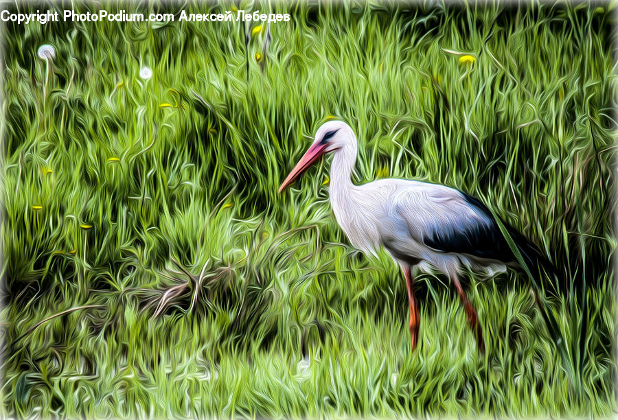 Bird, Stork, Crane Bird, Heron, Beak, Field, Grass