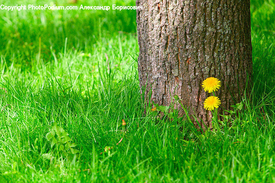 Field, Grass, Grassland, Plant, Blossom, Flora, Flower