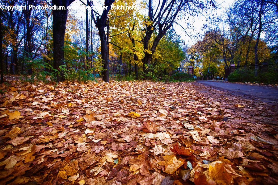 Plant, Tree, Park, Forest, Vegetation, Grove, Land
