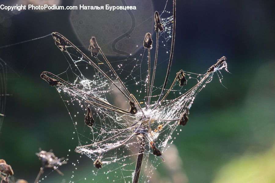 Arachnid, Garden Spider, Insect, Invertebrate, Spider, Mosquito, Field