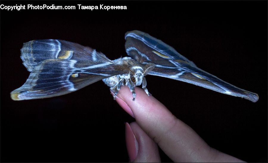 Anisoptera, Dragonfly, Insect, Invertebrate