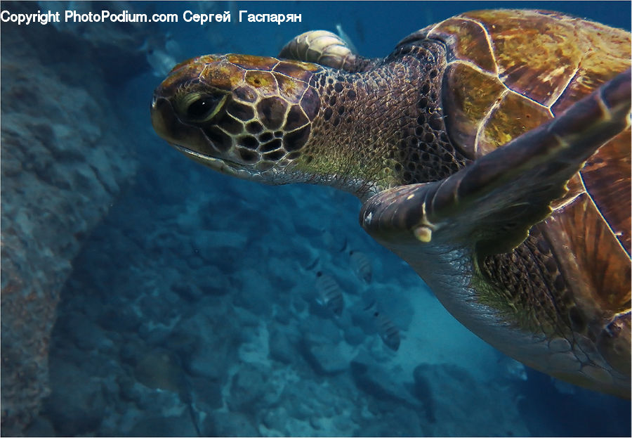 Reptile, Sea Life, Sea Turtle, Tortoise, Turtle, Fish