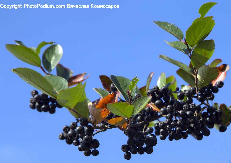Fruit, Grapes, Herbs, Mint, Plant, Floral Design, Leaf
