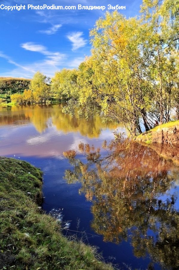 Conifer, Larch, Tree, Wood, Outdoors, Pond, Water