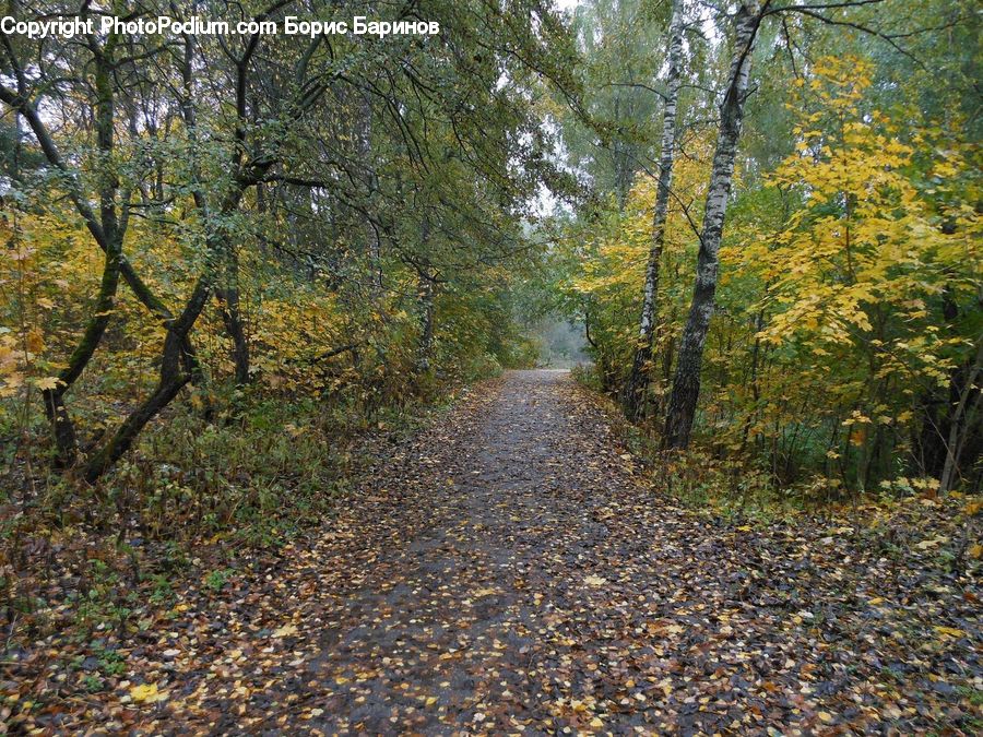 Path, Road, Walkway, Dirt Road, Gravel, Forest, Vegetation