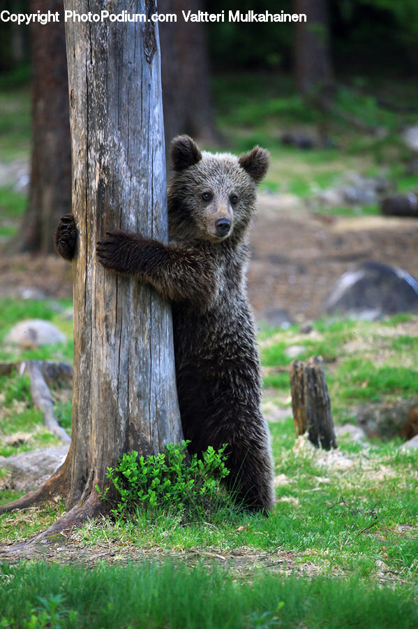 Para Rubber Tree, Plant, Tree, Animal, Bear, Black Bear, Mammal