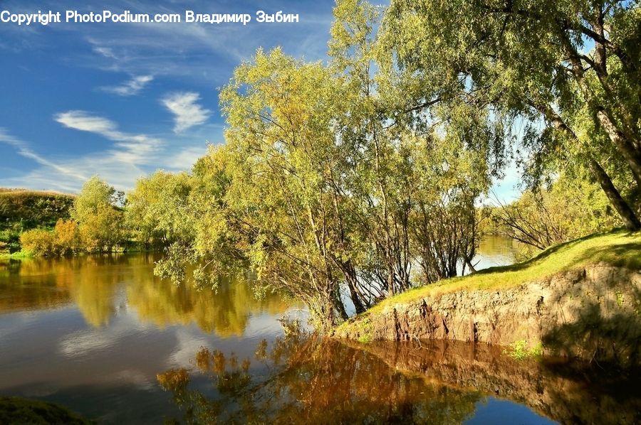 Outdoors, Pond, Water, Blossom, Flora, Flower, Plant