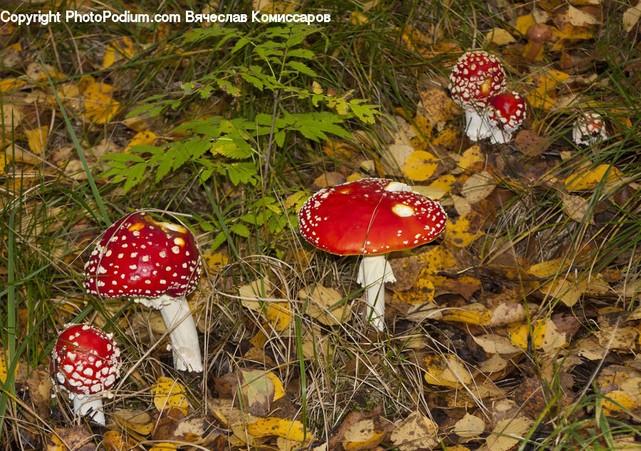 Agaric, Amanita, Fungus, Mushroom, Plant, Blossom, Flora