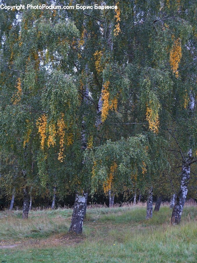 Birch, Tree, Wood, Fir, Forest, Grove, Vegetation