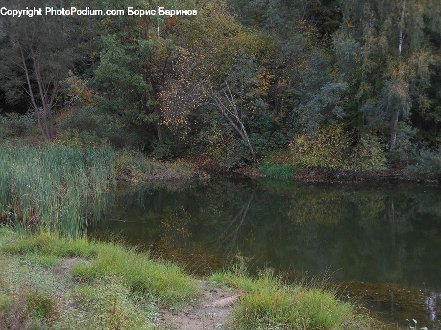 Outdoors, Pond, Water, Field, Grass, Grassland, Plant