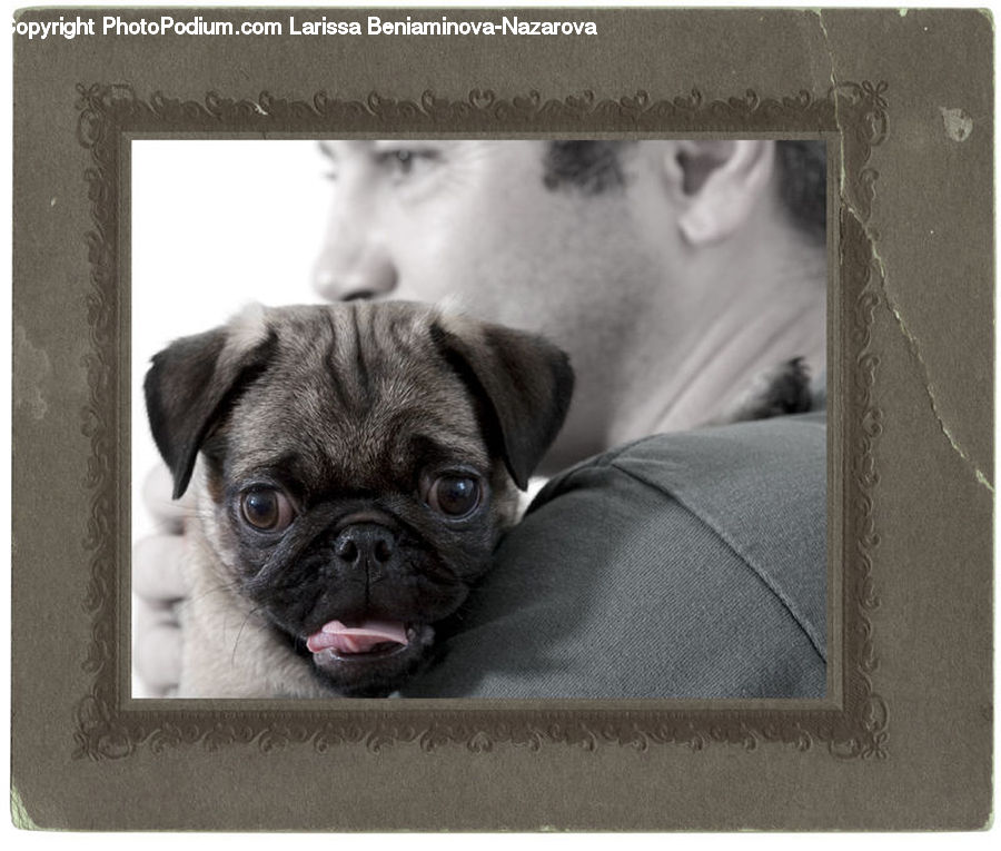 Animal, Canine, Dog, Mammal, Pet, Pug, Adorable
