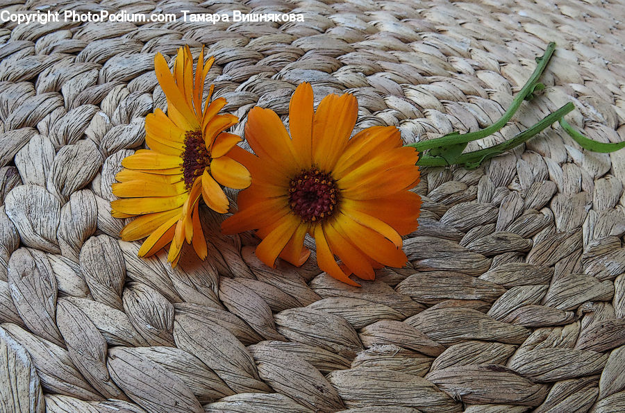Asteraceae, Blossom, Flora, Flower, Plant, Petal, Treasure Flower