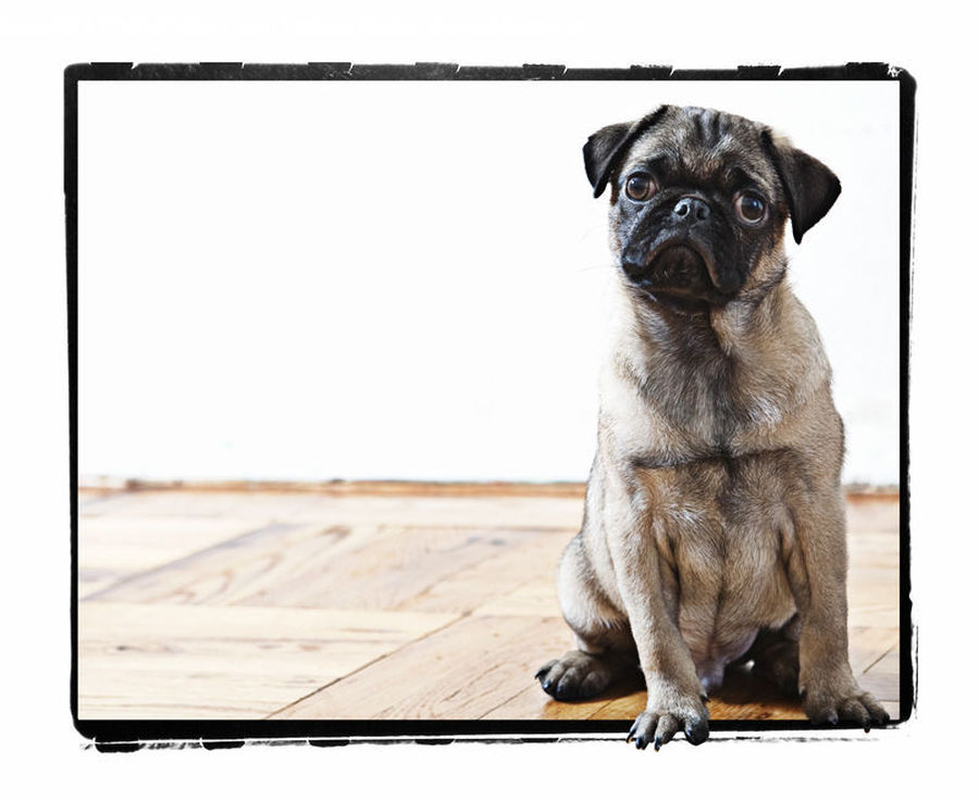 Animal, Canine, Dog, Mammal, Pet, Pug