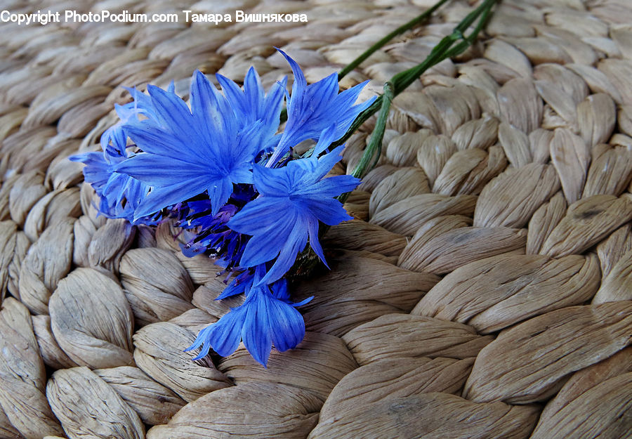Blossom, Flora, Flower, Plant, Field, Grass, Grassland