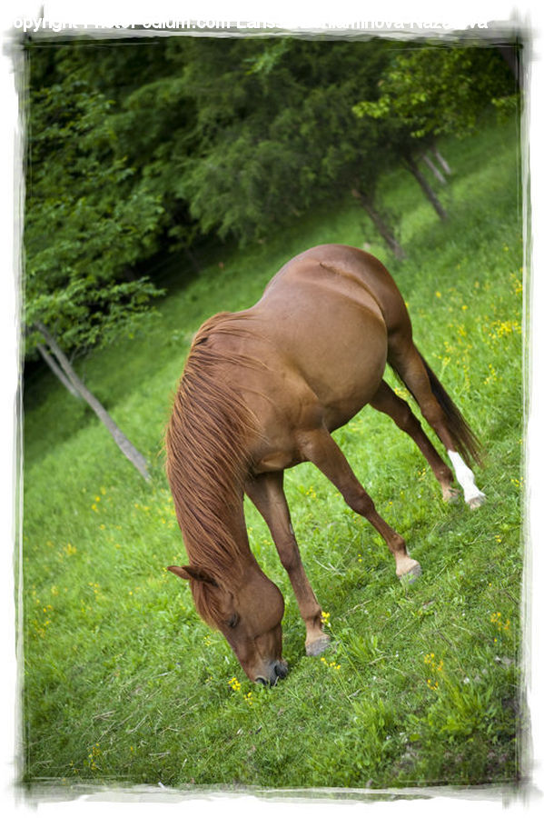 Animal, Colt Horse, Foal, Horse, Mammal