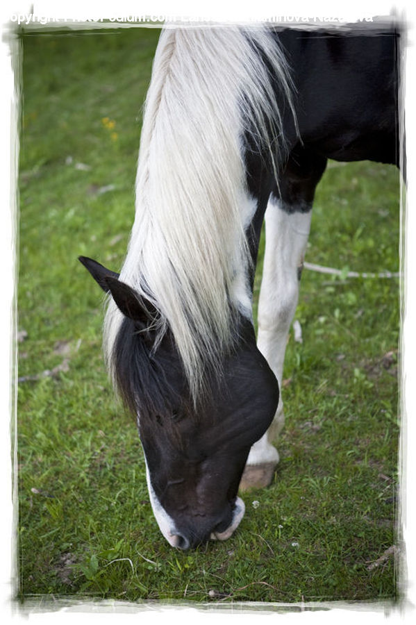 Animal, Horse, Mammal, Stallion, Colt Horse