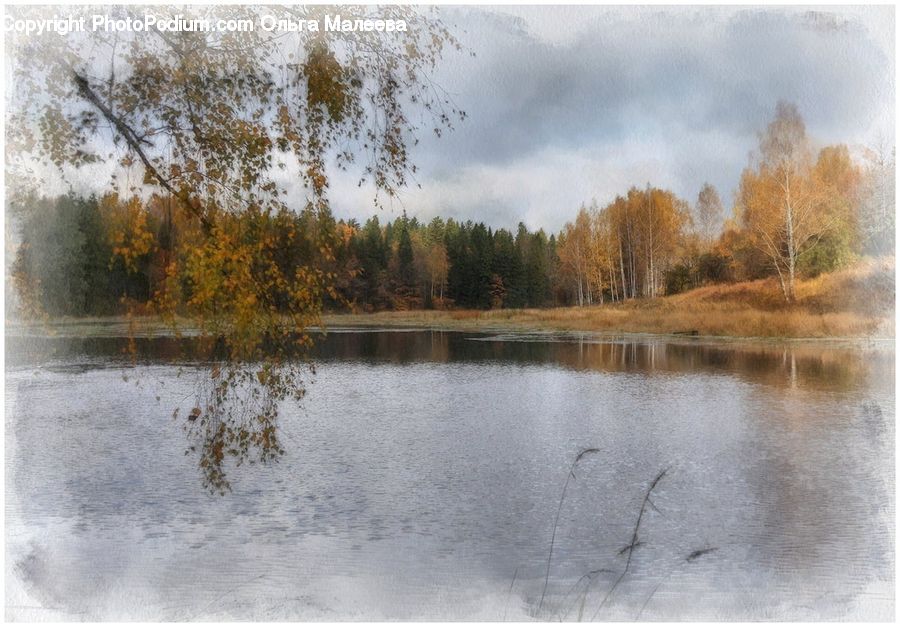 Outdoors, Pond, Water, Land, Marsh, Swamp, Forest