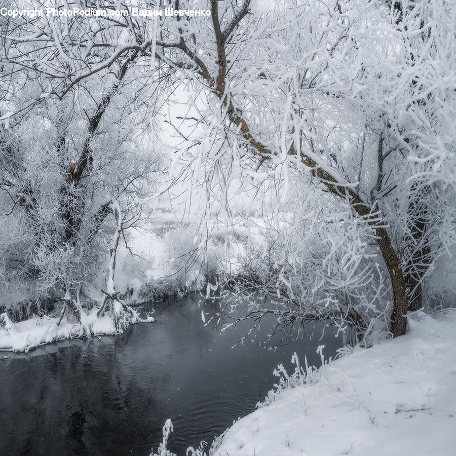 Frost, Ice, Outdoors, Snow, Forest, Vegetation, Plant