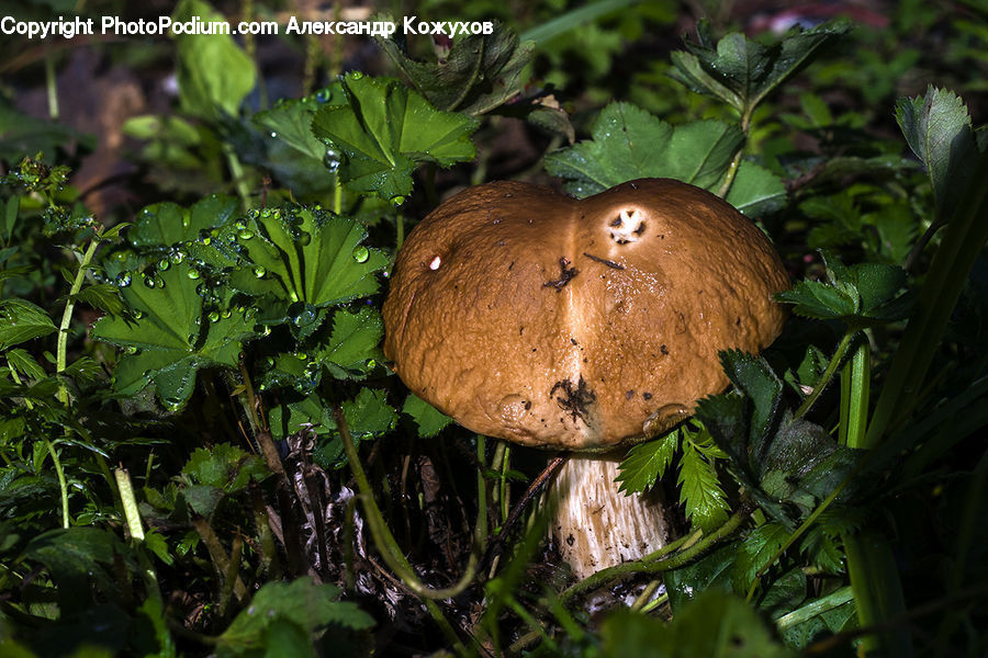 Agaric, Amanita, Fungus, Mushroom, Plant, Potted Plant, Arecaceae