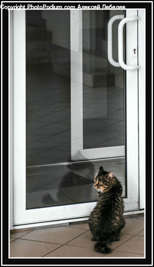Animal, Cat, Mammal, Pet, Fence, Wall, Manx