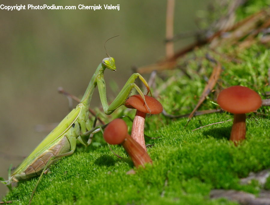 Cricket Insect, Grasshopper, Insect, Invertebrate, Agaric, Amanita, Fungus