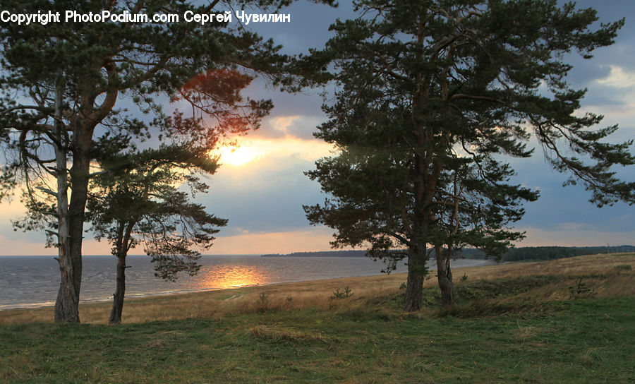Field, Grass, Grassland, Land, Outdoors, Conifer, Fir