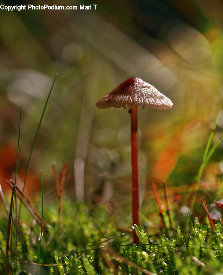 Agaric, Amanita, Fungus, Mushroom, Plant, Moss, Field