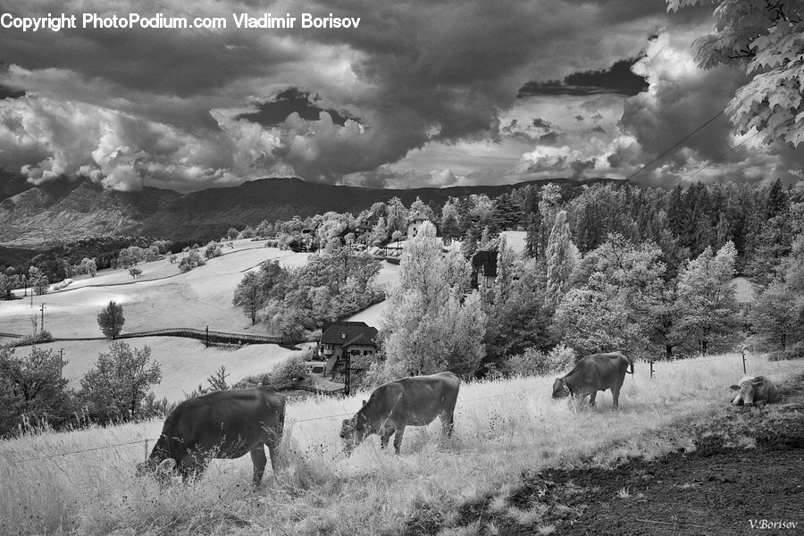 Animal, Cattle, Cow, Dairy Cow, Mammal, Buffalo, Bull