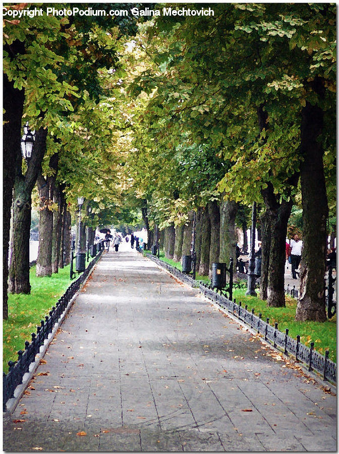 Path, Sidewalk, Walkway, Plant, Vine, Ivy, Oak