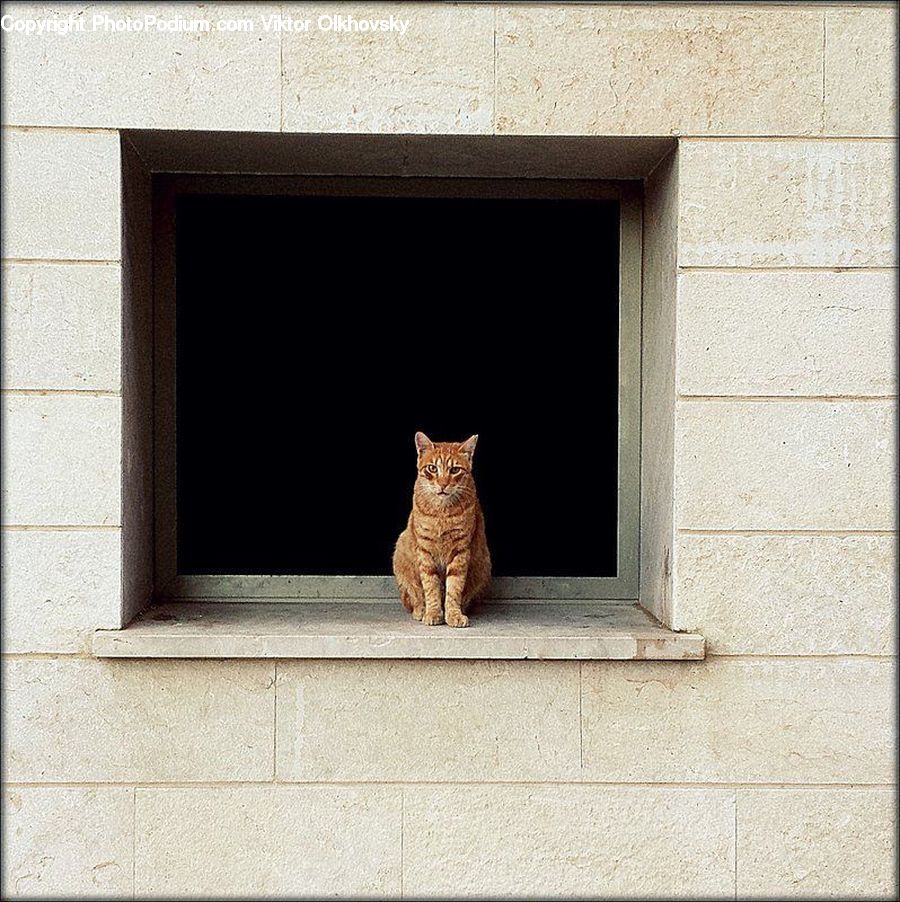 Animal, Cat, Mammal, Pet, Fireplace, Hearth, Egyptian Cat