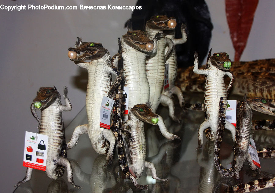 Food, Seafood, Amphibian, Wildlife, Armor, Accessories, Bead