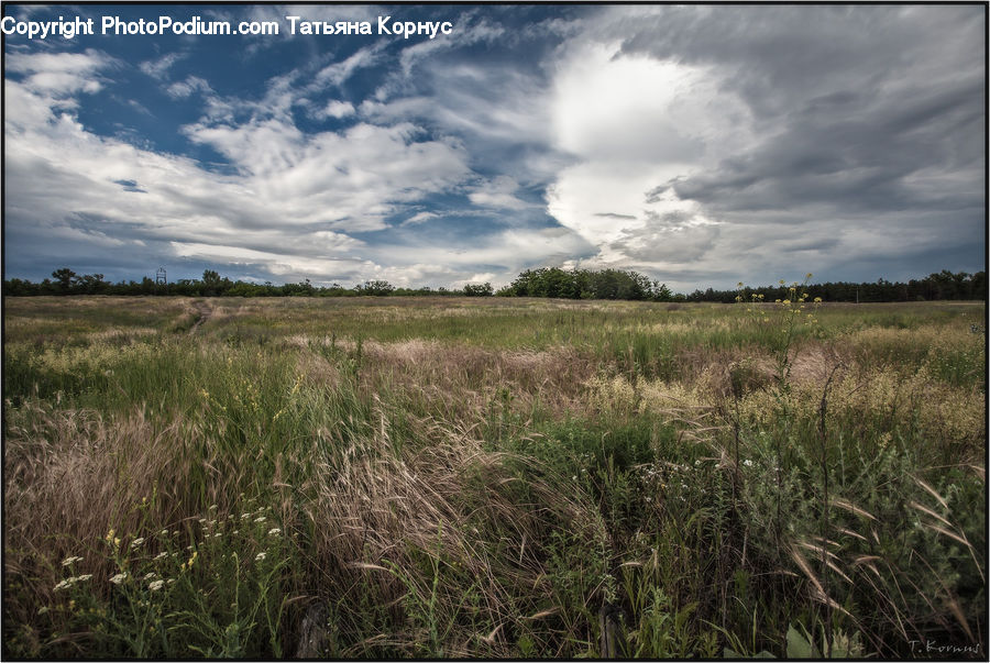 Field, Grass, Grassland, Land, Outdoors, Plant, Grain