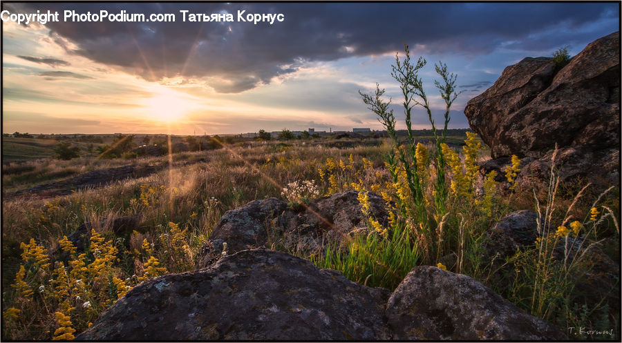 Field, Grass, Grassland, Land, Outdoors, Rock, Plant