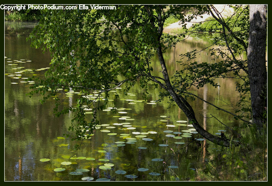 Land, Marsh, Pond, Swamp, Water, Plant, Vegetation