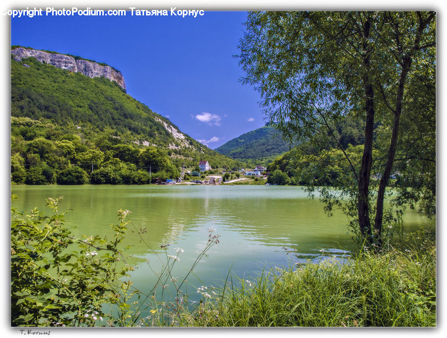 Outdoors, Pond, Water, Bush, Plant, Vegetation, Landscape