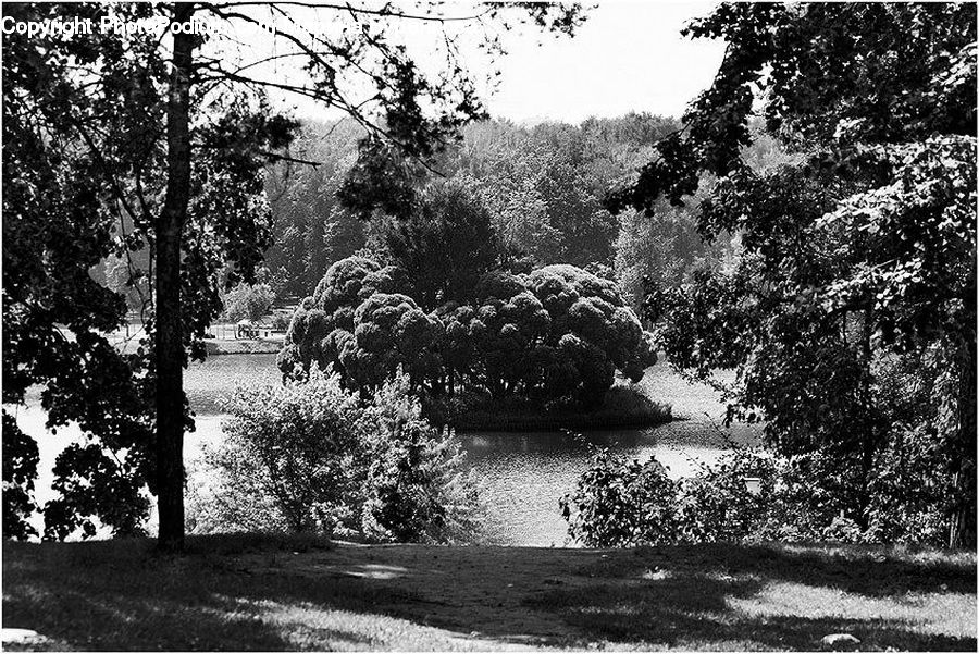 Conifer, Fir, Plant, Tree, Forest, Grove, Land