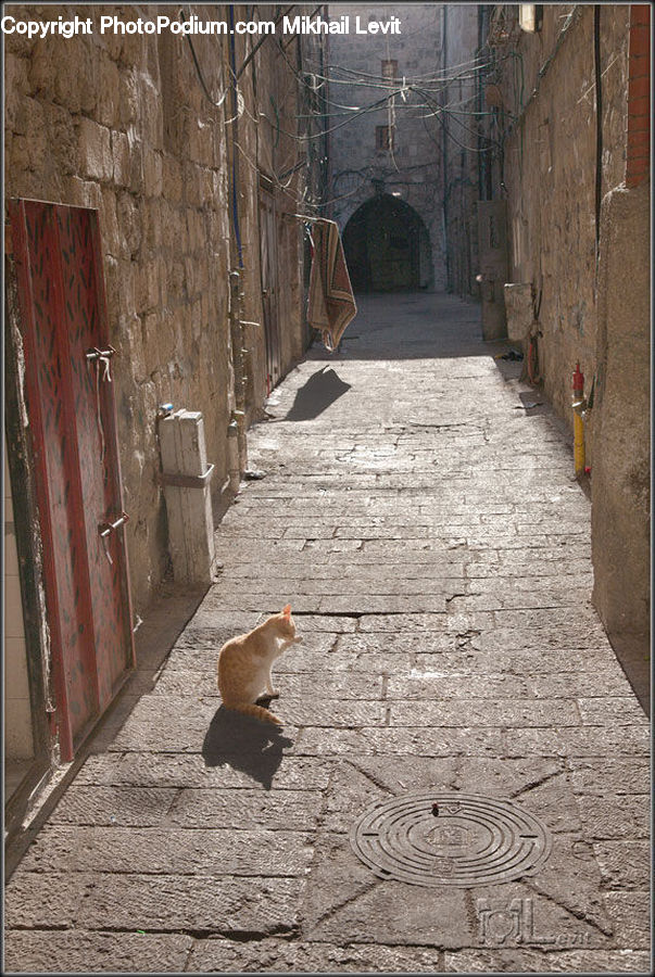 Animal, Cat, Mammal, Pet, Alley, Alleyway, Road