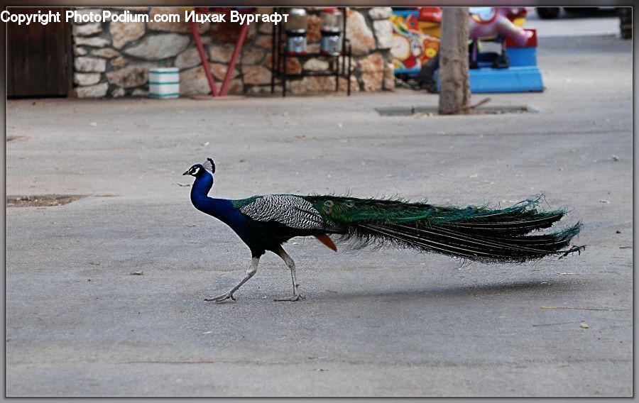 Bench, Bird, Beak, Hardwood, Stained Wood, Wood, Peacock