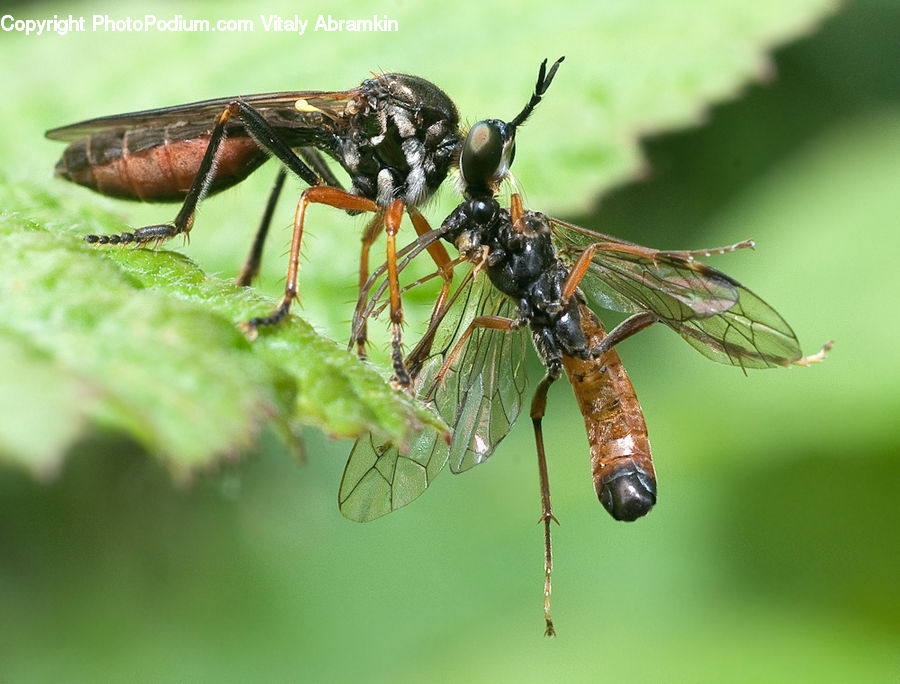 Asilidae, Insect, Bee, Hornet, Invertebrate, Wasp, Anisoptera