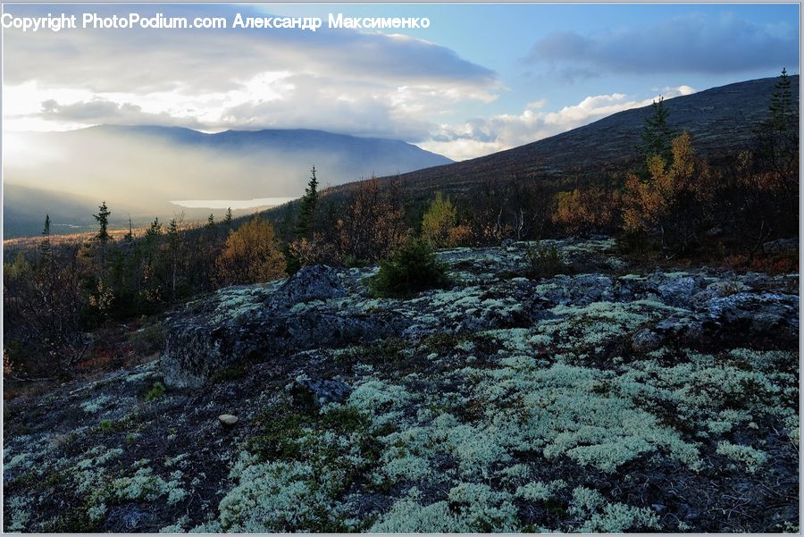 Conifer, Fir, Plant, Tree, Crest, Mountain, Outdoors