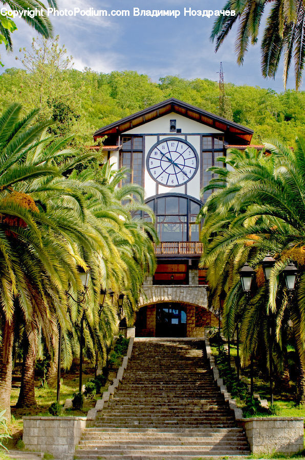 Architecture, Bell Tower, Clock Tower, Tower, Fern, Plant, Arch
