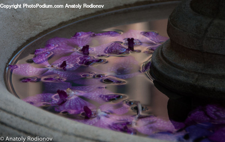 Blossom, Flora, Flower, Geranium, Plant, Crocus