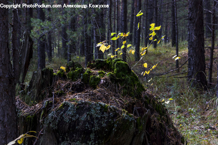 Fir, Redwood, Tree, Wood, Forest, Vegetation, Blossom