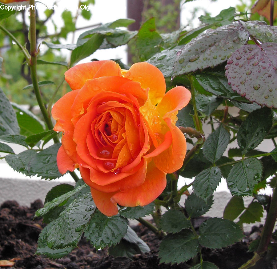 Blossom, Flower, Plant, Rose, Flower Arrangement, Flower Bouquet, Potted Plant